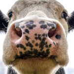 close up of a happy grass-fed cow