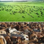 collage showing cows in a field and cows in a feedlot