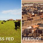 collage showing cows in a field and cows in a feedlot